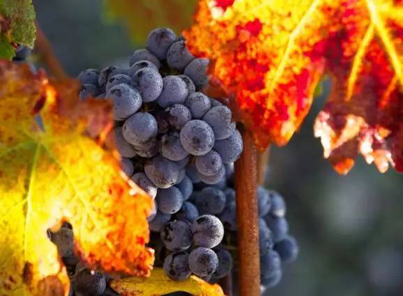 波尔多连胜收官，联赛完美收官的简单介绍